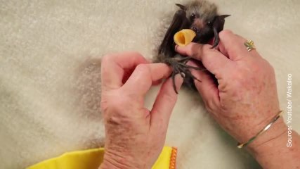 Tải video: Ces bébés chauve-souris sont trop mignons !