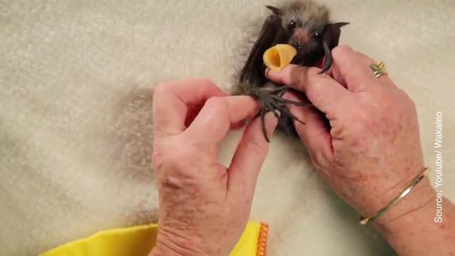 Ces bébés chauve-souris sont trop mignons !