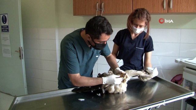 Yaralı ‘Mısır Akbabası’ tedavi altına alındı, bir daha uçamayacak