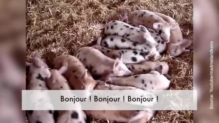 Malgré le bruit, ces petits cochons ne bougent pas d’un pli…