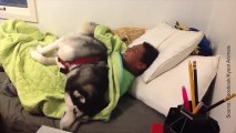 Ce husky est bien décidé à rester au lit avec son maître !