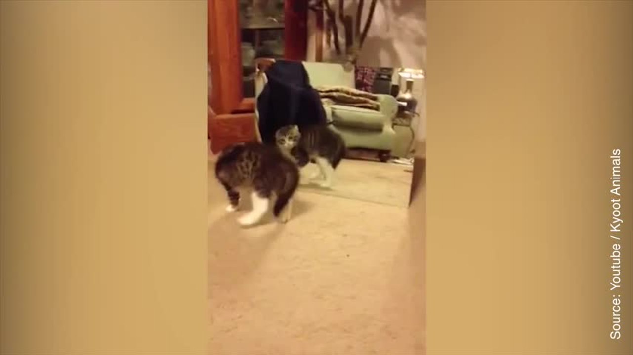 Ce chaton se voit pour la première fois dans un miroir ! Vidéo Dailymotion