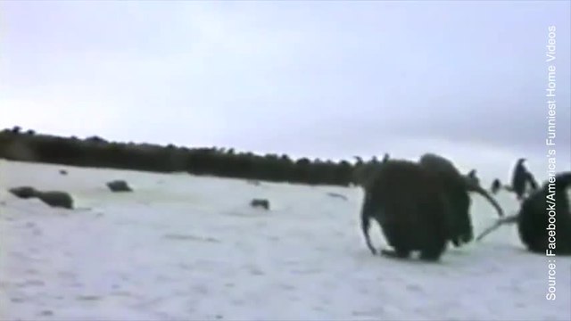 Fou rire assuré en compagnie de ces pingouins !