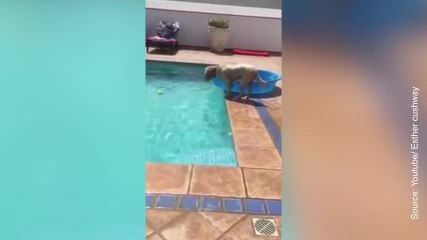 Ce chien est un génie ! A voir absolument !