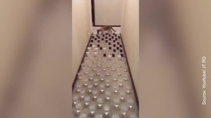 Plus agile que ce chat, ça n’existe pas !