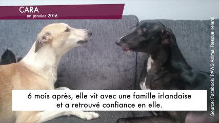 Enfin une fin heureuse : Cette chienne traumatisée est méconnaissable