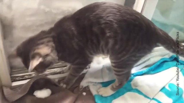 Ce chaton ne semble pas être impressionné par la neige !