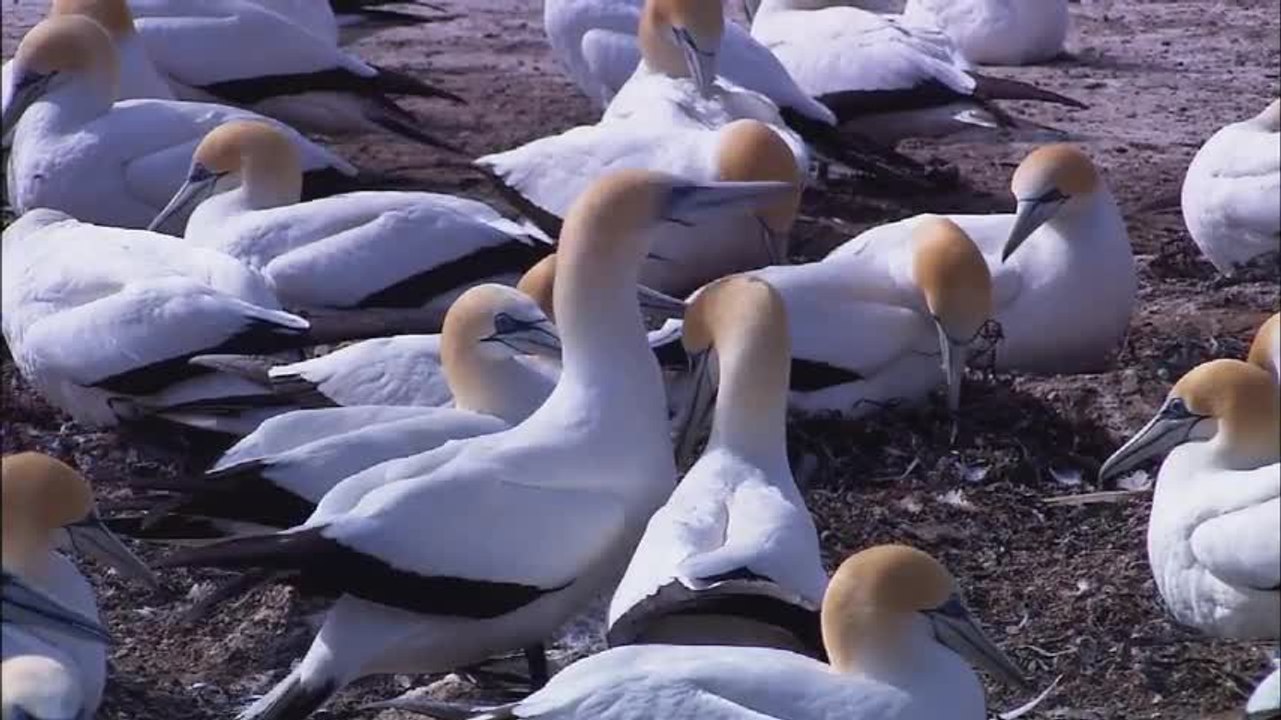 test video