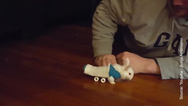 Cet adorable lapin nain peut enfin se déplacer tout seul