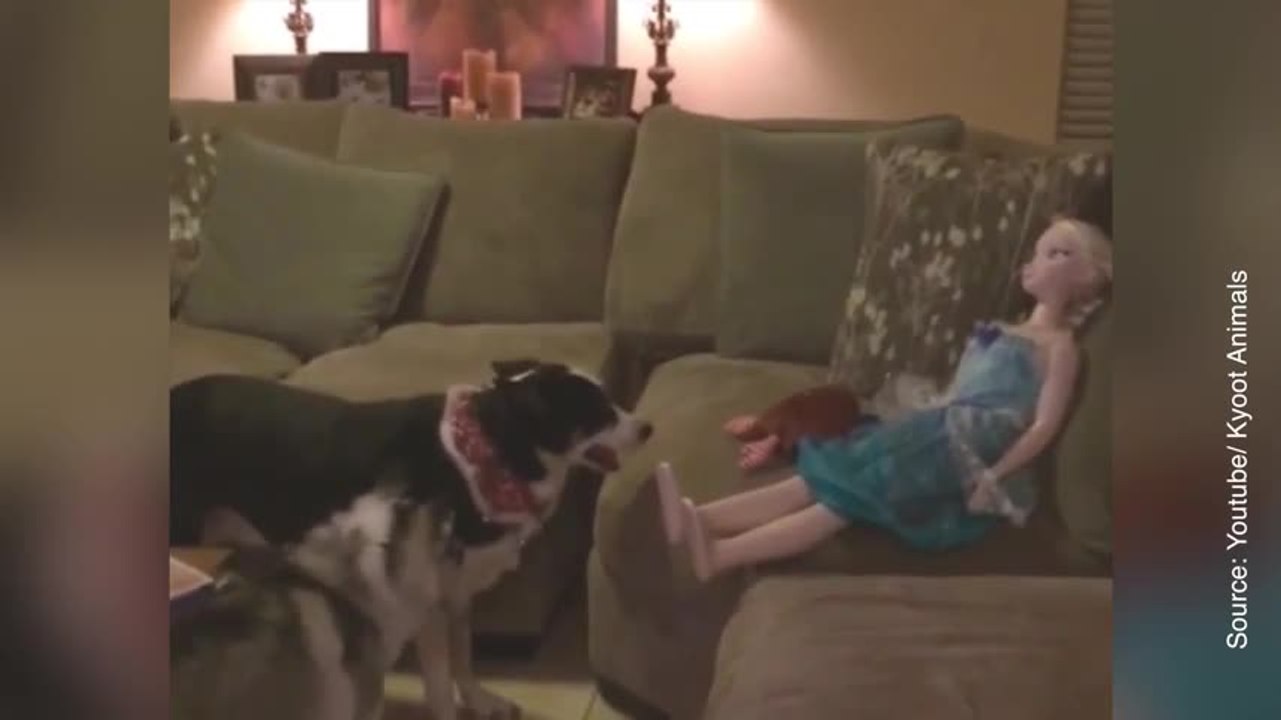 Ce chien essaye désespérément d’attirer l’attention d’une… poupée !