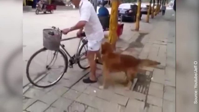 Ce chien est vraiment drôle !
