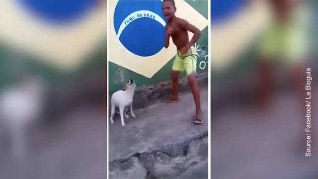 Un chien brésilien qui a le rythme dans la peau !