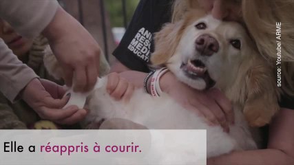 Cette chienne a été sauvée du trafic de viande canine