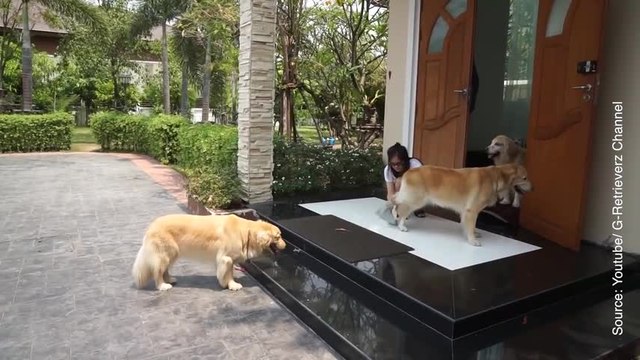 On vous présente les chiens les plus sages du monde