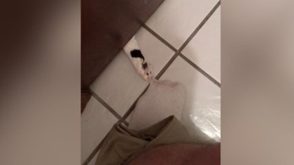 FR_Liebe Katzenbesitzer, kennt ihr das auch Nicht mal auf dem stillen Örtchen hat man seine Ruhe