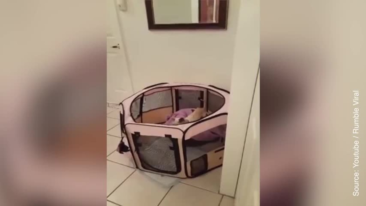 Qui aurait cru qu’un chat et chien pouvaient s’entendre