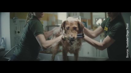 Ce petit chien a attendu toute sa vie que quelqu'un l'adopte