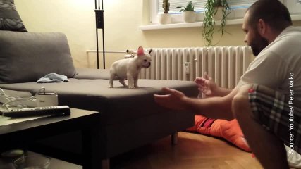 Ce petit bouledogue qui saute de son canapé nous fait vraiment craquer