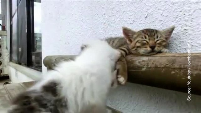 Ce chat essaie de réveiller son compagnon endormi