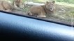 Les membres de cette famille voulaient simplement filmer ces lions...