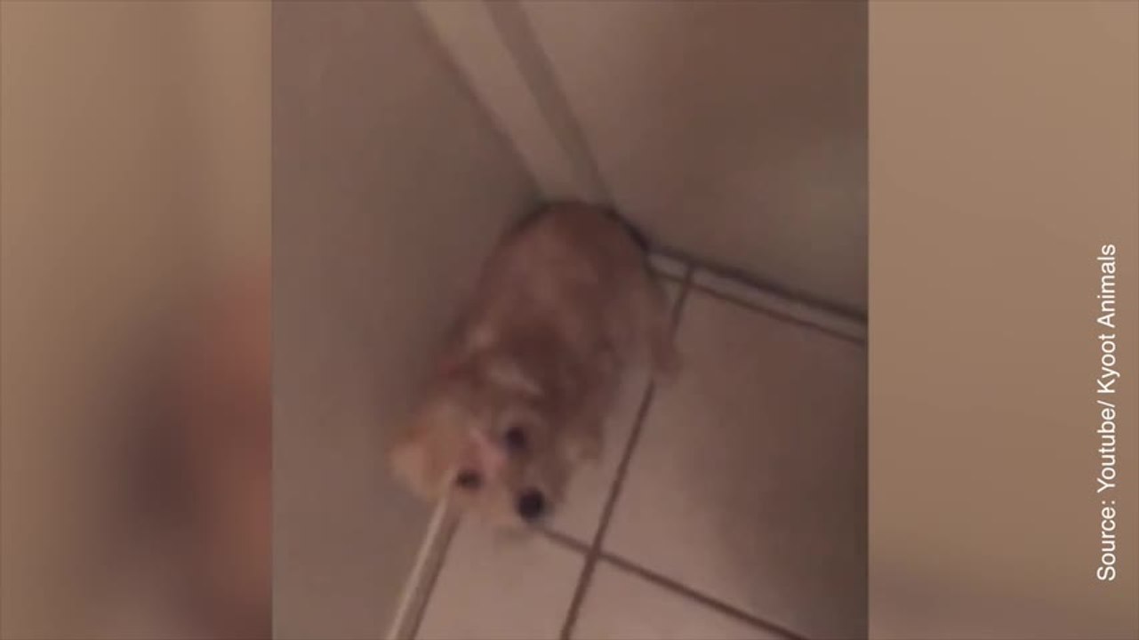 Ce petit chien n'a vraiment pas envie que son maître aille travailler aujourd'hui