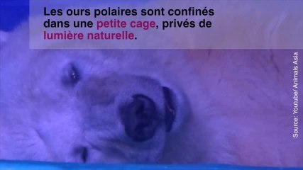 Cet ours polaire est enfermé pour distraire les visiteurs...
