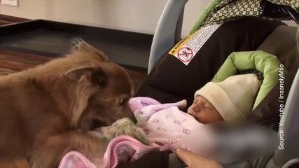 FR Tiere reagieren auf Neugeborene