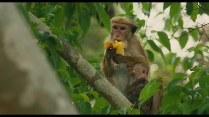 Bande annonce "Au Royaume des Singes"