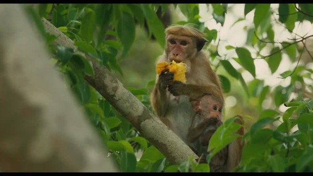 Bande annonce Au Royaume des Singes