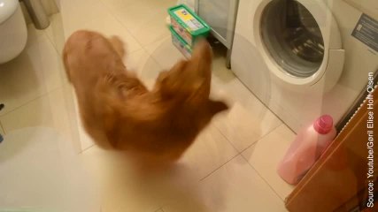 Dommage que notre chien n'en fasse pas autant...
