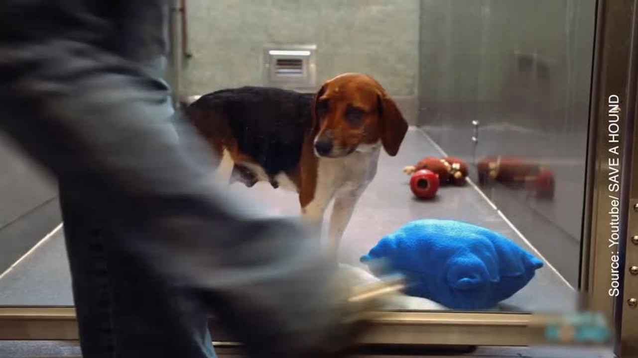 Personne ne veut adopter ce petit chien, jusqu'au jour où...