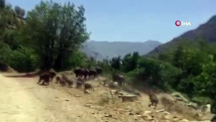 Çeltik tarlalarını kuraklık ve domuz sürüsü vurdu