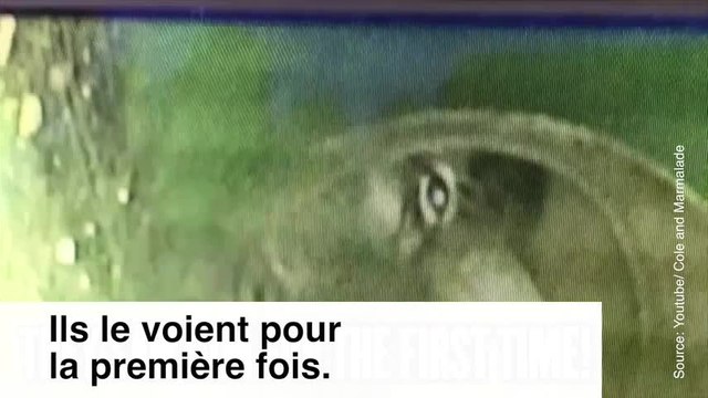 33 heures après, ce chaton a enfin pu être sauvé...