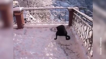 FR_Hund sieht zum ersten Mal Schnee