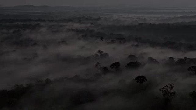 Chimpanzés bande annonce du nouveau film Disneynature