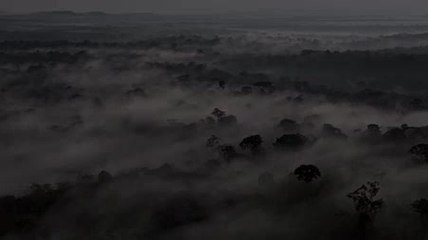 Chimpanzés bande annonce du nouveau film Disneynature