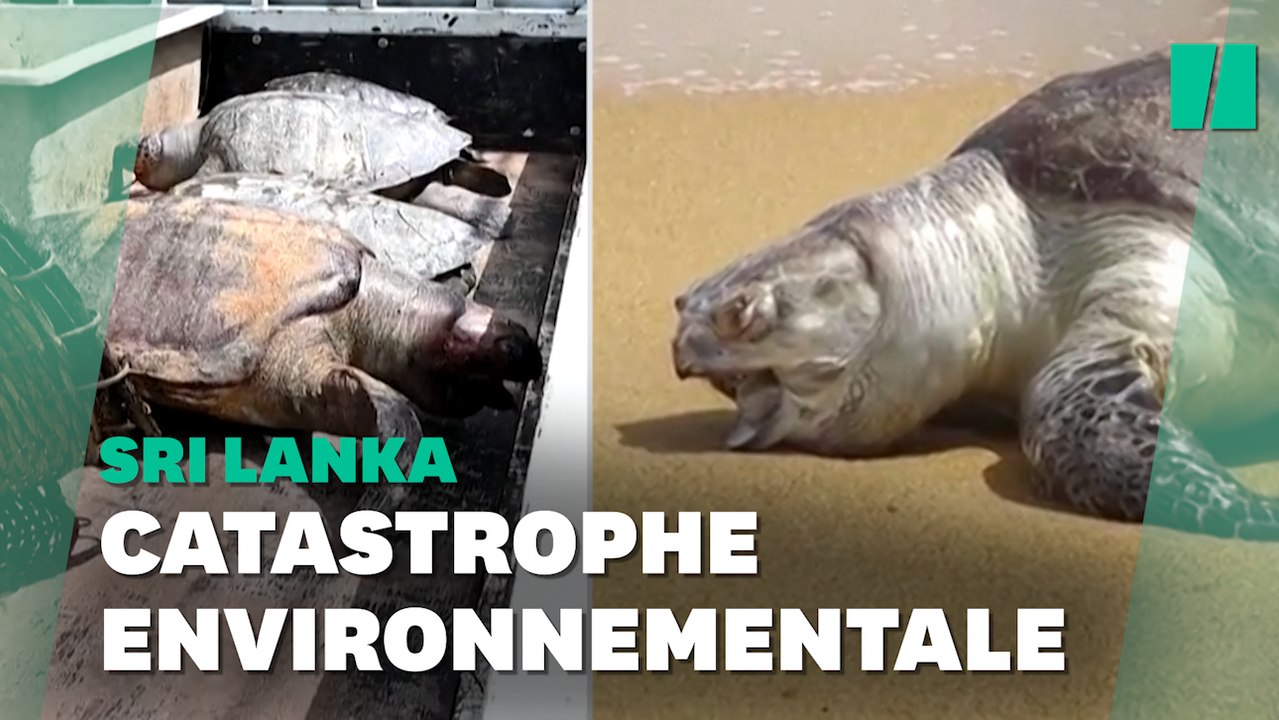 Au Sri Lanka, des cadavres de tortues, dauphins et baleines retrouvés 3 semaines après ce désastre écologique
