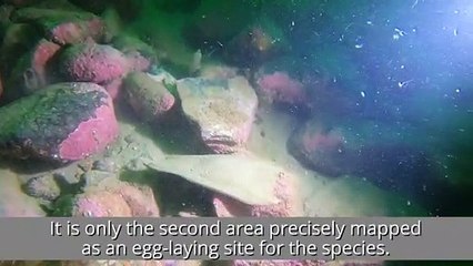 Clam cam footage-flapper skate video