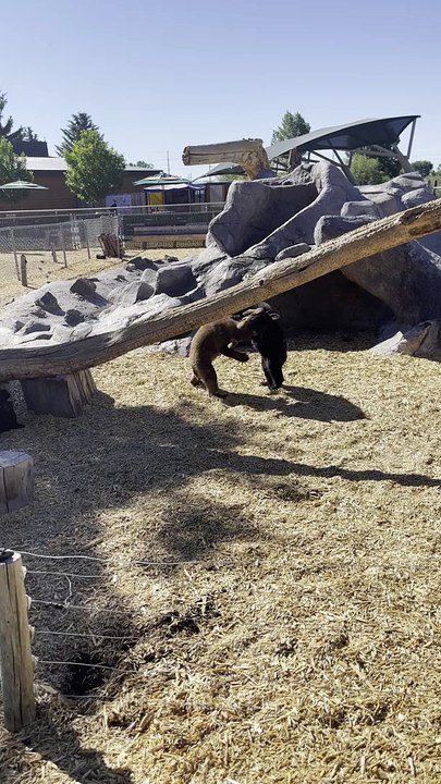 Two Bear Cubs Wrestling at Bear World
