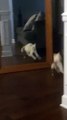 Adorable Snowshoe Kitten Doesn't Like Her Reflection
