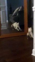 Adorable Snowshoe Kitten Doesn't Like Her Reflection