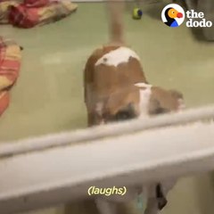 Pittie Who Sucks On His Blankie Has Been Waiting Years For A Family