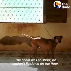 Dog Chained To Wall Gets To Run Through Waterfalls Now