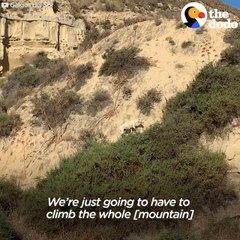 Stray Mama Dog Leads Rescuers To Her Babies