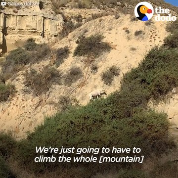 Stray Mama Dog Leads Rescuers To Her Babies