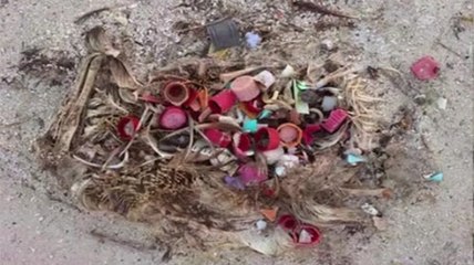 Nolwenn Leroy engagements