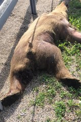 Son dakika haberleri: TIR'ın çarptığı ayı öldü