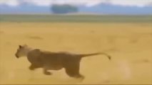 Frightened Mother Warthog Take Down Lion Pride That Hunting and Surrounding Baby