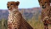 Gorilla Of The God, Power Of Mother Animals Gemsbok Save Baby From Cheetah, Lion vs Warthog, Hyena
