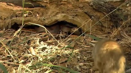 OMG This Is How Mongoose Crushes Heads Of Most Venomous Snakes In The World Mongoose vs Snake